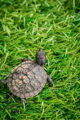 Tiny Box Turtle