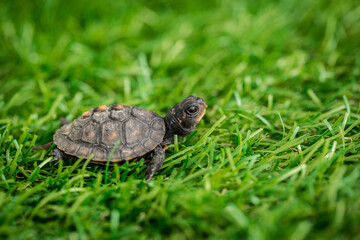 Tiny Box Turtle