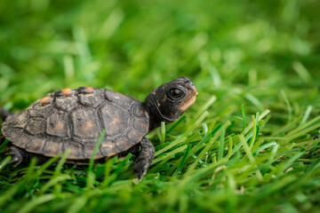 Tiny Box Turtle