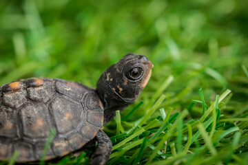Tiny Box Turtle