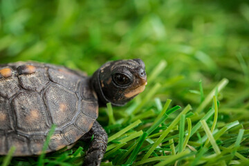 Tiny Box Turtle