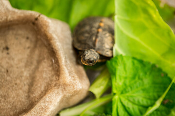 Tiny Box Turtle