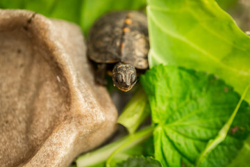 Tiny Box Turtle