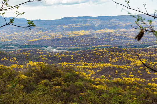 Trees of guayac&aacute;n