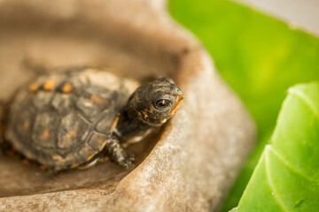 Tiny Box Turtle