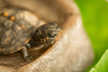 Tiny Box Turtle