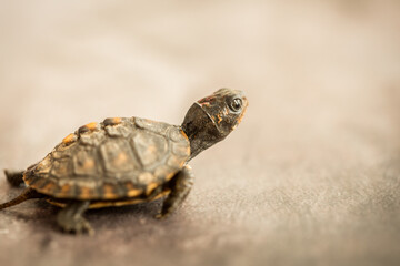 Tiny Box Turtle