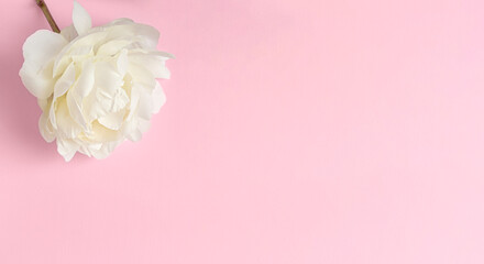One big white peony flower on pastel pink  background with copy space for text and design from right side. Layout  floral flatlay in pastel colors for invitations, cards and banners