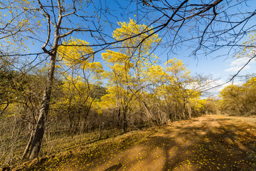 Fototapeta premium Trees of guayacán