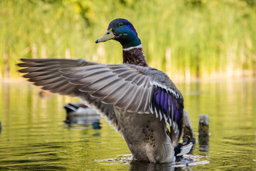 Duck  taking off from lake in summer time