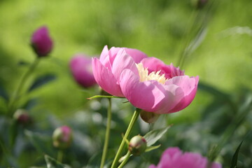 Blooming peonies