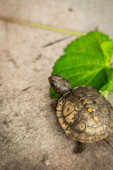 Tiny Box Turtle