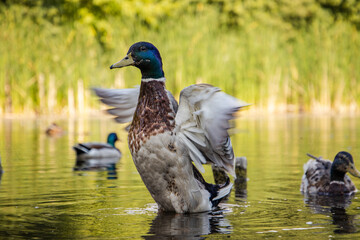 Duck taking of from a pond in the park in summertime
