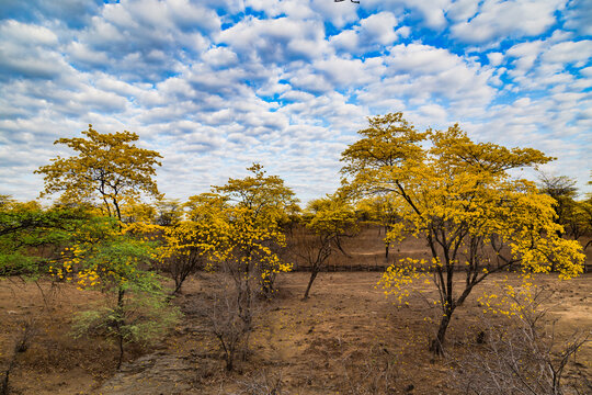 Trees of guayac&aacute;n