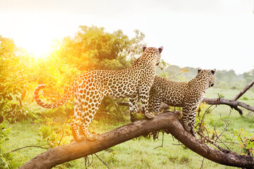 Safari in Africa with two leopards - obrazy, fototapety, plakaty