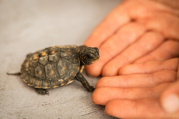 Tiny Box Turtle