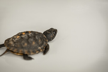 Tiny Box Turtle