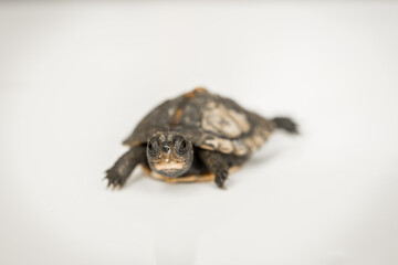 Tiny Box Turtle