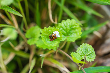 Obraz premium 孵化したナガメの幼虫