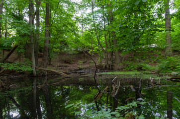Pond in the Forest