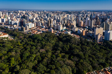 trees of the Jequitibas forest in Campinas with city in the background, Sao Paulo, Brazil