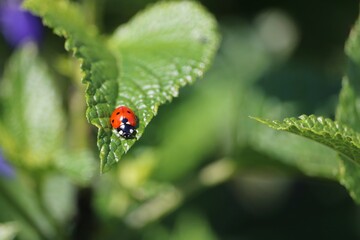 Coccinelle