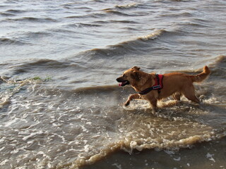 Hund läuft in der Nordsee