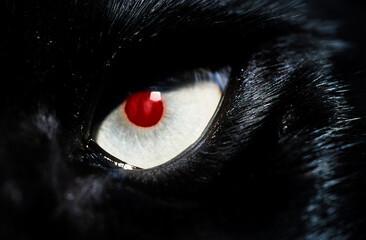Close up of black cat with red eye