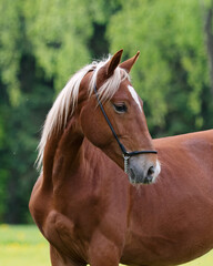 Portrait of a beautiful chestnut horse looks back on natural green summer background, head closeup