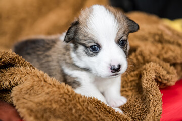 Baby Dog Sleep & So Cute, The Pembroke Welsh Corgi.