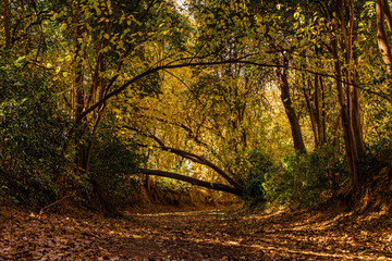 rio seco en otoño con hojas secas y ramas caidas en persepctiva 