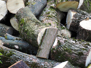 many of the felled parts of the tree in the forest . deforestation. logs