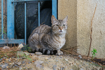 Gray attentive cat at the city street in daytime. He is watching warily. Cat living in Zumaia in Basque Country of Spain. Theme of homeless animals