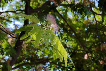 green leaves on a tree