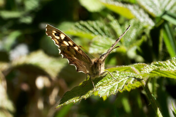 A Speckled Wood Butterfly sitting on a Bramble leaf.