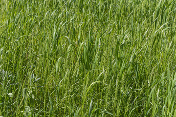 Beautiful horizontal texture of green Creeping Wild Rye grass is in summer