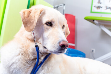 Hund mit Stethoskop in Praxis