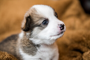 Baby Dog Sleep & So Cute, The Pembroke Welsh Corgi.