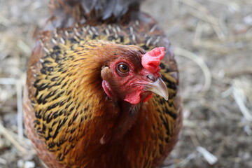 Multi colored hen close up