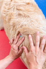 Akupunktur Nadel im Rücken eines Hundes