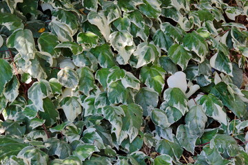 green ivy leaves