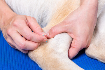 Hand setzt Akupunktur Nadel am Hinterlauf eines Hundes