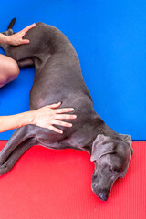 Weimaraner Hund liegt entspannt auf dem Boden