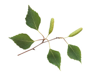 birch branch with leaves and green catkin isolated on white