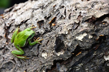 Frog