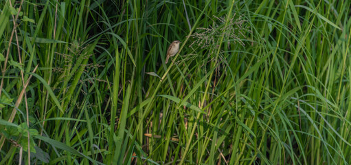 Small grey brown bird on green reeds near pond