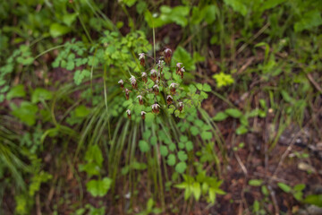 Red and white wildflowers