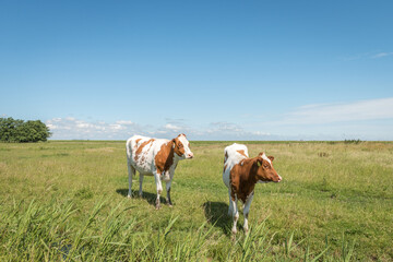 Fototapeta na wymiar two white and brown cows on green farmland, with a blue sky and white clouds
