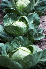 cabbage in the garden