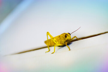 Sauterelle jaune (retouchée) sur porte de jardin